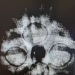 4 Mukhi Nepali Rudraksha (20–21mm) – Original Natural 4 Face Full Seeds X-Ray Certified