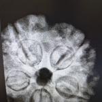 5 Mukhi Nepali Rudraksha (20–22mm) – Original Natural Full Seeds X-Ray Certified Shiva Bead