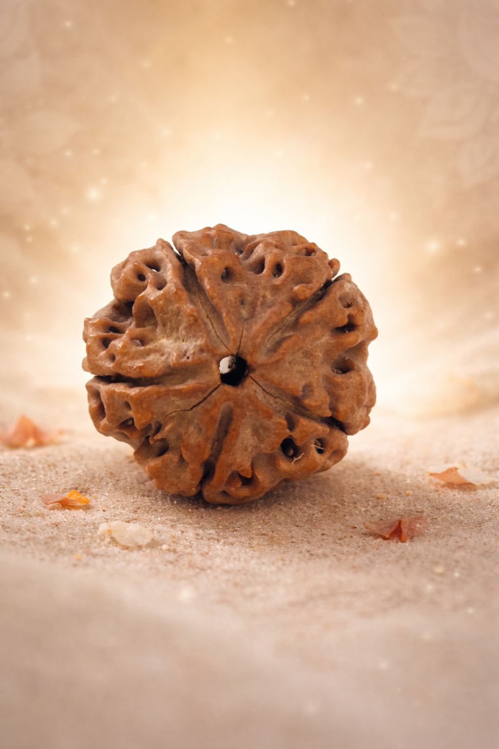 5 Mukhi Nepali Rudraksha (20–22mm) – Original Natural Full Seeds X-Ray Certified Shiva Bead