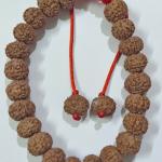 6 Mukhi Indonesian Rudraksha Bracelet (27 Beads, 8–10mm) with Sample X-Ray Certificate – Original & Certified