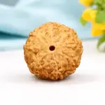 8 Mukhi Indonesian Rudraksha (8 Face) Full Compartment – Original & Natural Ganesh Rudraksha for Success & Protection