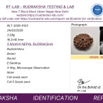 5 Mukhi Nepali Rudraksha (20–22mm) – Original Natural Full Seeds X-Ray Certified Shiva Bead