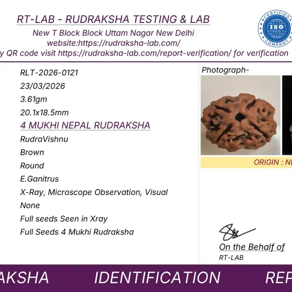 4 Mukhi Nepali Rudraksha (20–21mm) – Original Natural 4 Face Full Seeds X-Ray Certified