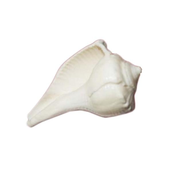 Shankh For Puja