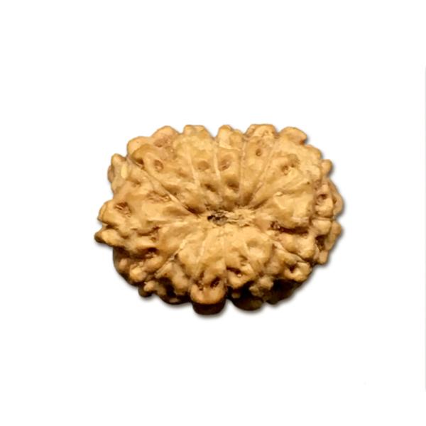 13 Mukhi Indonesian Rudraksha Small