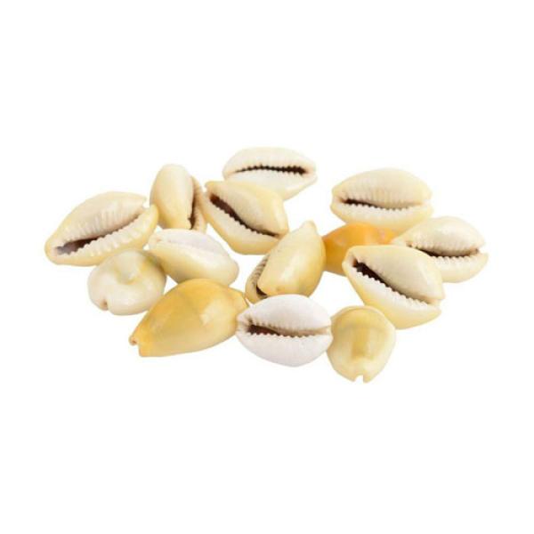 Yellow Cowry