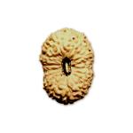18 Mukhi Indonesian Rudraksha Big