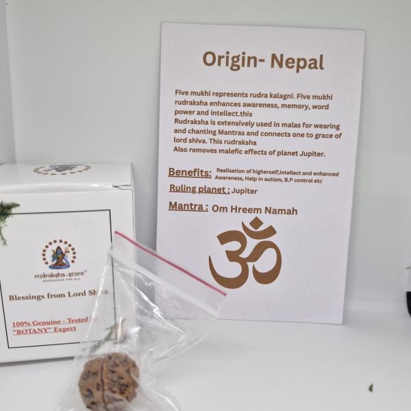 5 Mukhi Nepal Rudraksha Premium Quality 100 Piece