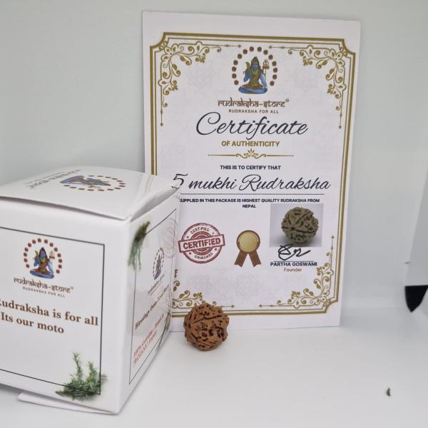 5 Mukhi Nepal Rudraksha Premium Quality 100 Piece