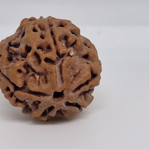 5 Mukhi Nepal Rudraksha Premium Quality 100 Piece