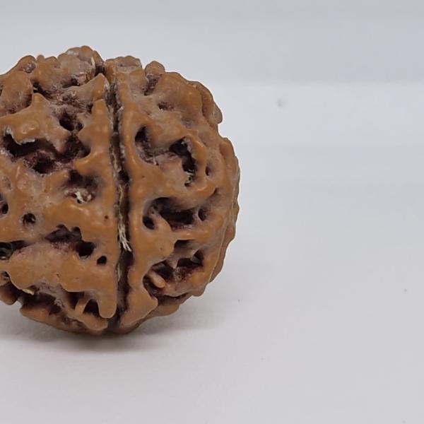 5 Mukhi Nepal Rudraksha Premium Quality 100 Piece