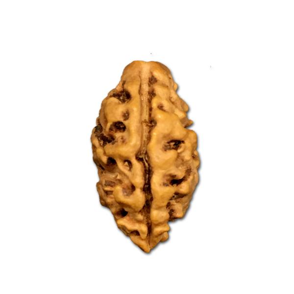 2 Mukhi Nepal Rudraksha Medium(Size- 16mm-18mm)