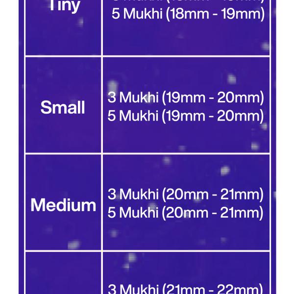Rudraksha Combination for Health Power 3,3,5,5,5 Mukhi Nepal in Rudraksha Mala