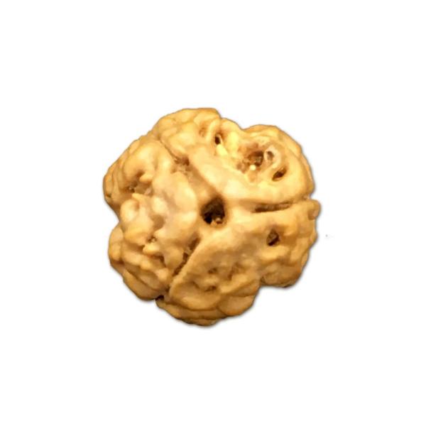 3 Mukhi Nepal Rudraksha Small(Size - 18mm-19mm)