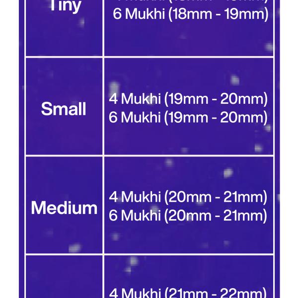 Rudraksha Combination for Students 4,4,6 Mukhi Nepal in Silver Chain