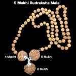 Rudraksha Combination for Creativity 4,6,8 Mukhi Nepal in Rudraksha Mala