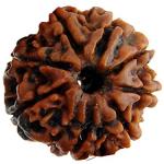 8 Mukhi Nepal Rudraksha