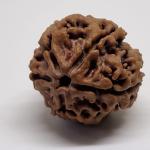 5 Mukhi Nepal Rudraksha Premium Quality 100 Piece