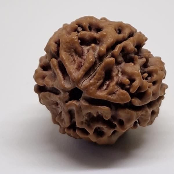 5 Mukhi Nepal Rudraksha Premium Quality 100 Piece