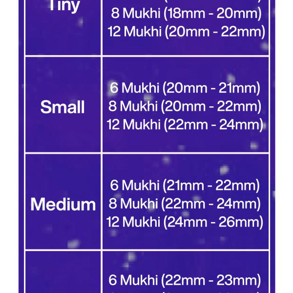 Rudraksha Combination for Business 6,8,12 Mukhi Nepal in Rudraksha Mala