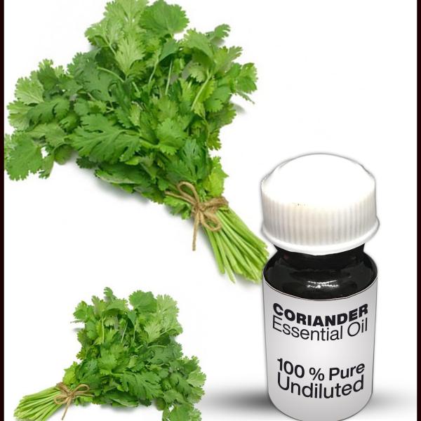 Coriander Essential Oil