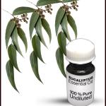 Eucalyptus Essential Oil