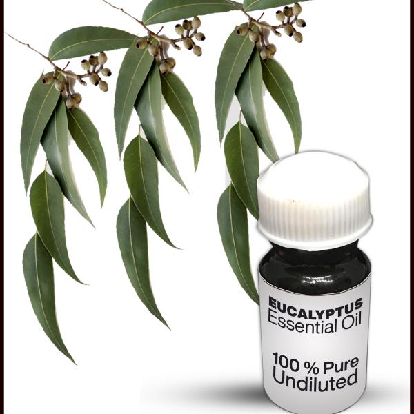 Eucalyptus Essential Oil