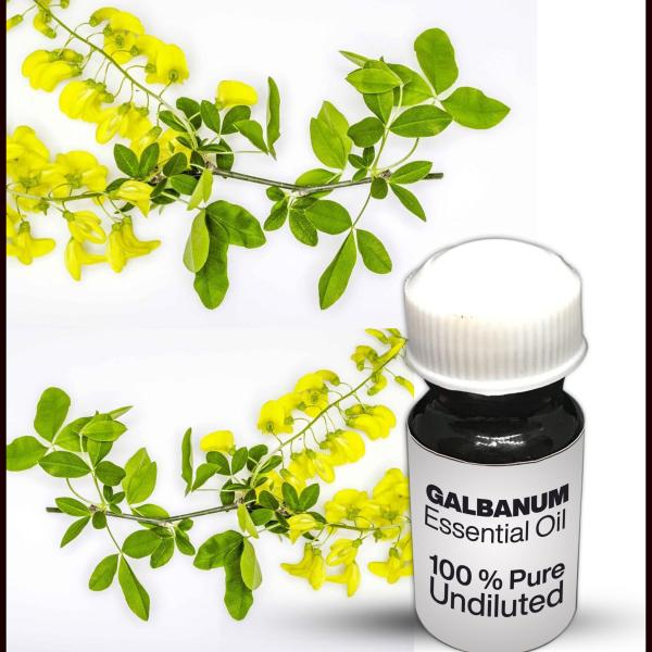 Galbanum Essential Oil