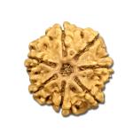 7 Mukhi Nepal Rudraksha Collector(25mm-26mm)