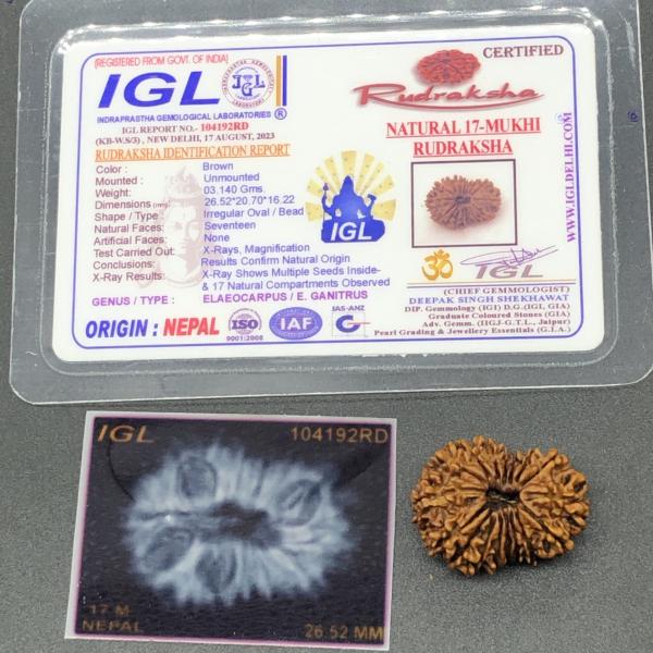 17 Mukhi Nepal Rudraksha Seventeen Face 26.52mm 3.14 Gms