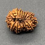 17 Mukhi Nepal Rudraksha Seventeen Face 26.52mm 3.14 Gms