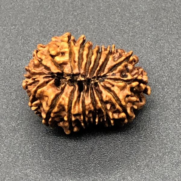 17 Mukhi Nepal Rudraksha Seventeen Face 26.52mm 3.14 Gms