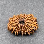 17 Mukhi Nepal Rudraksha Seventeen Face 26.01mm 2.72 Gms