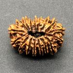 17 Mukhi Nepal Rudraksha Seventeen Face 26.01mm 2.72 Gms