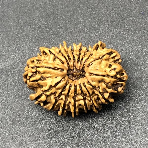 17 Mukhi Nepal Rudraksha Seventeen Face 26.65mm 2.94 Gms