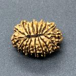 17 Mukhi Nepal Rudraksha Seventeen Face 26.65mm 2.94 Gms