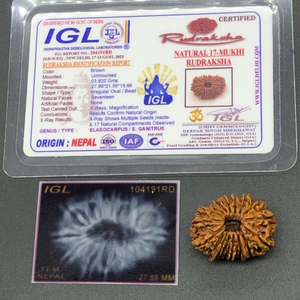17 Mukhi Nepal Rudraksha Seventeen Face 27.88mm 3.93 Gms