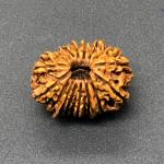 17 Mukhi Nepal Rudraksha Seventeen Face 27.88mm 3.93 Gms
