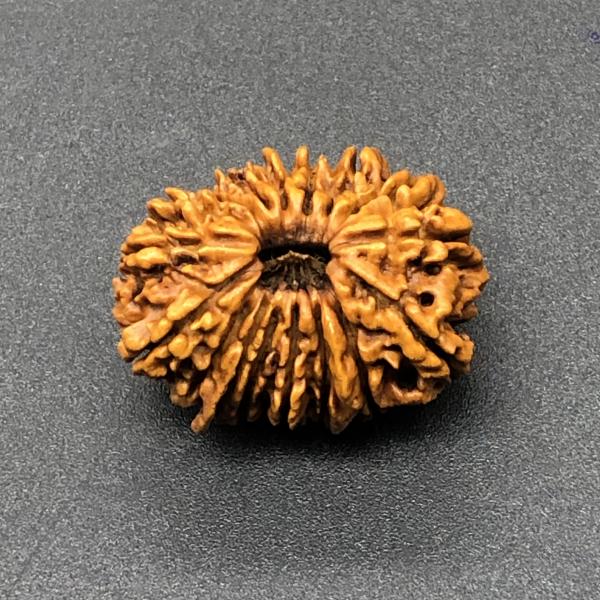 17 Mukhi Nepal Rudraksha Seventeen Face 27.88mm 3.93 Gms