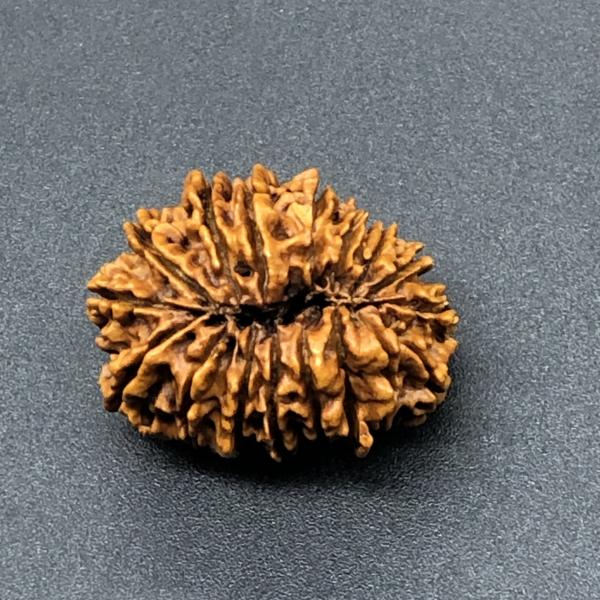 17 Mukhi Nepal Rudraksha Seventeen Face 27.88mm 3.93 Gms