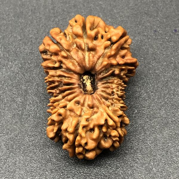 17 Mukhi Nepal Rudraksha Seventeen Face 28.76mm 3.39 Gms
