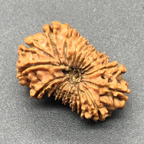 17 Mukhi Nepal Rudraksha Seventeen Face 28.76mm 3.39 Gms