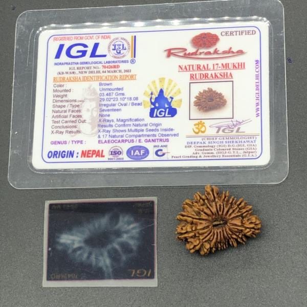 17 Mukhi Nepal Rudraksha Seventeen Face 29.02mm 3.48 Gms