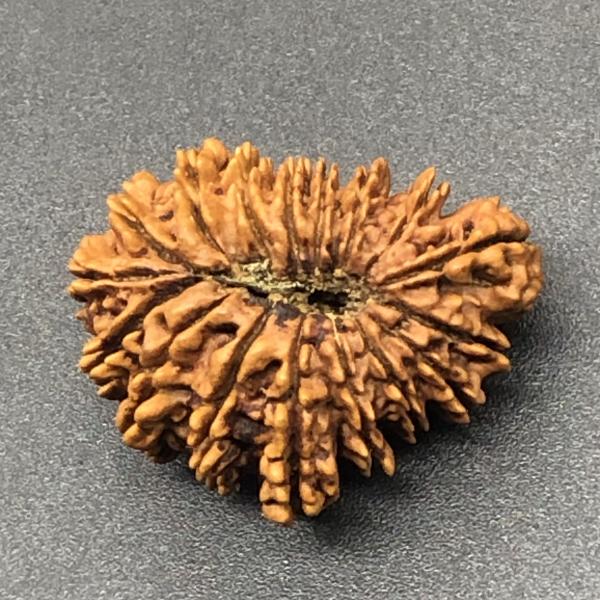 17 Mukhi Nepal Rudraksha Seventeen Face 29.02mm 3.48 Gms