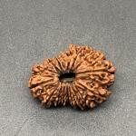 17 Mukhi Nepal Rudraksha Seventeen Face 31.63mm 4.78 Gms