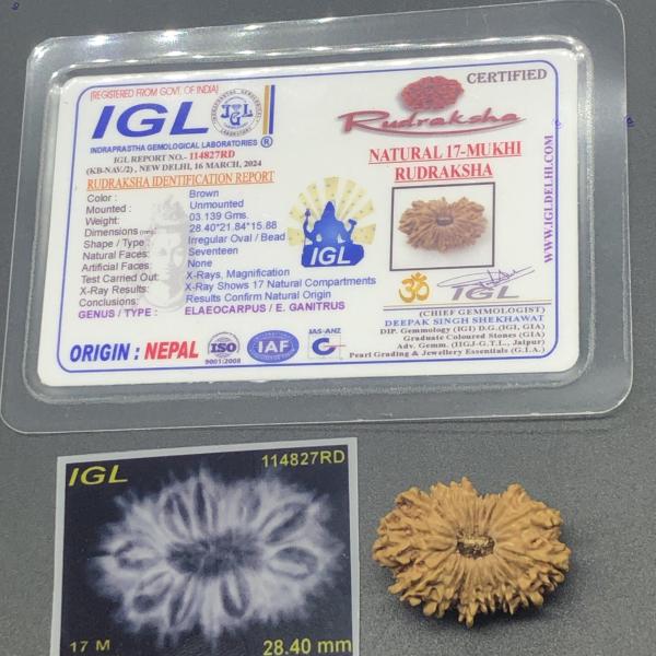17 Mukhi Nepal Rudraksha Seventeen Face 28.40mm 3.13 Gms
