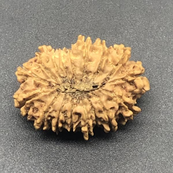 17 Mukhi Nepal Rudraksha Seventeen Face 28.40mm 3.13 Gms
