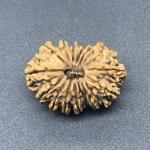 17 Mukhi Nepal Rudraksha Seventeen Face 29.77mm 4.28 Gms