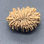 17 Mukhi Nepal Rudraksha Seventeen Face 29.77mm 4.28 Gms