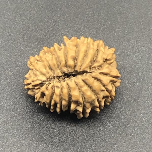 17 Mukhi Nepal Rudraksha Seventeen Face 24.46mm 3.22Gms